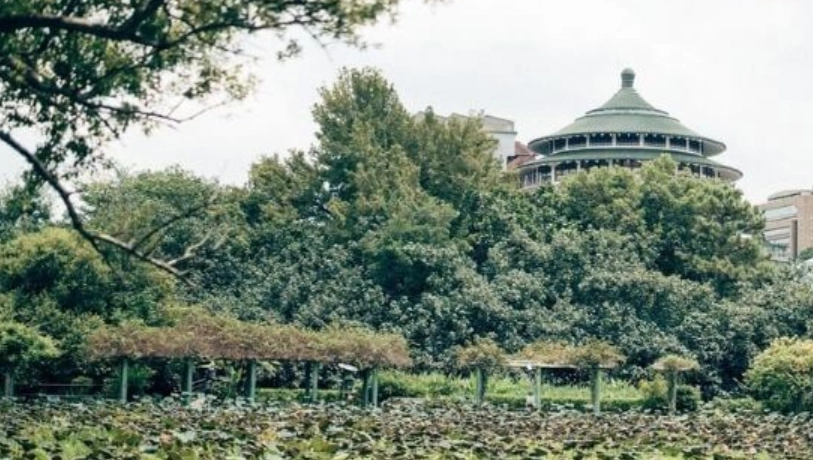 台灣七葉樹景點