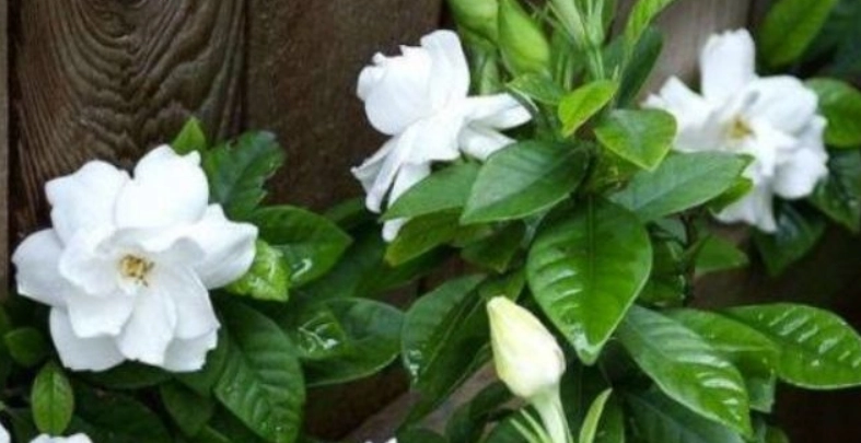 梔子花觀賞地點