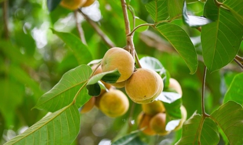 山陀兒保存方法