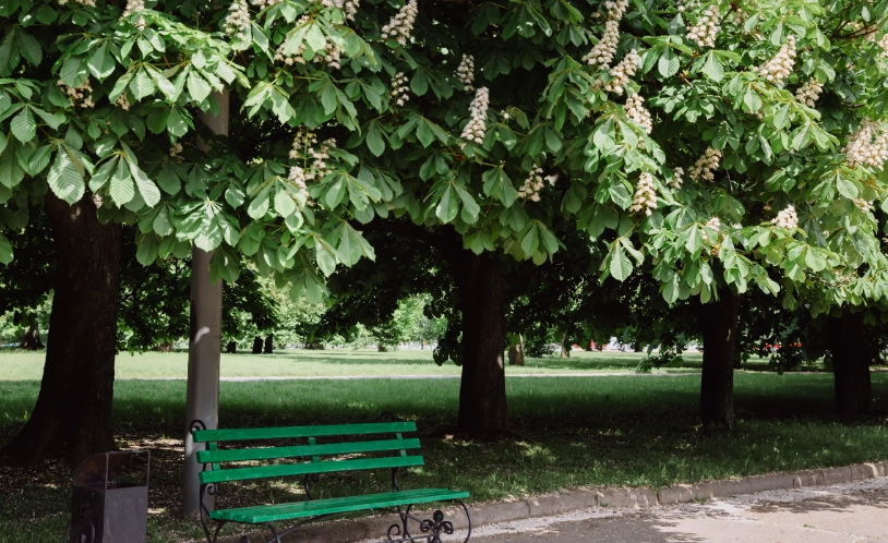 台灣七葉樹景點