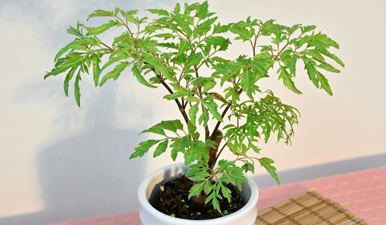 羽葉福祿桐 風水