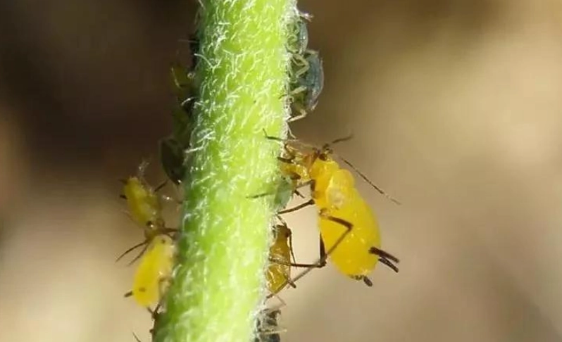 自然除蚜蟲方法