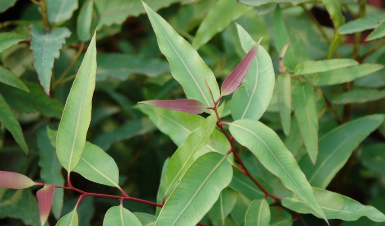 檸檬桉精油用途 檸檬桉精油用途