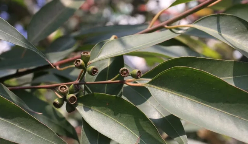 檸檬桉精油用途 檸檬桉精油用途