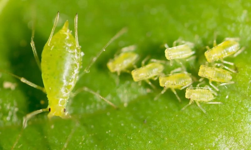 自然除蚜蟲方法