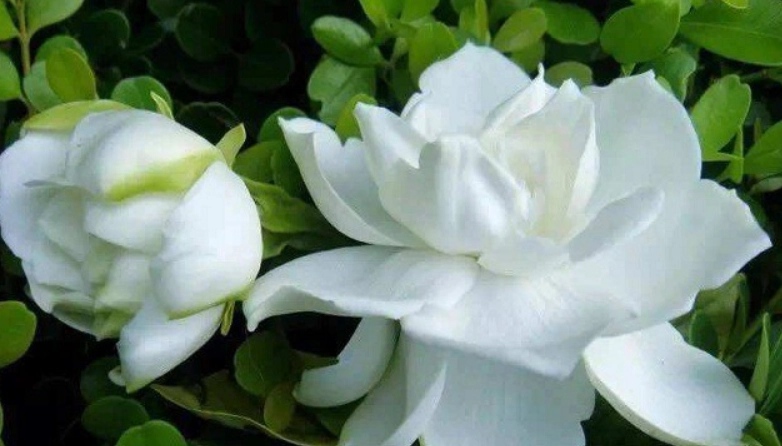 梔子花觀賞地點