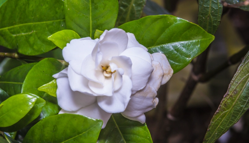 梔子花開花時間