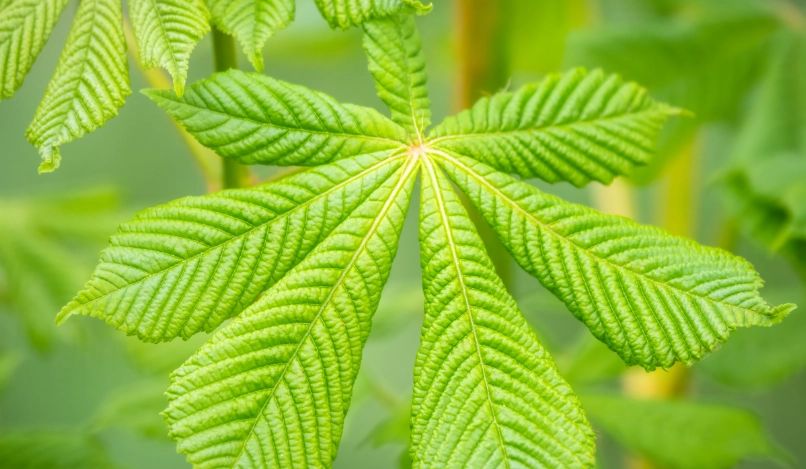 台灣七葉樹景點