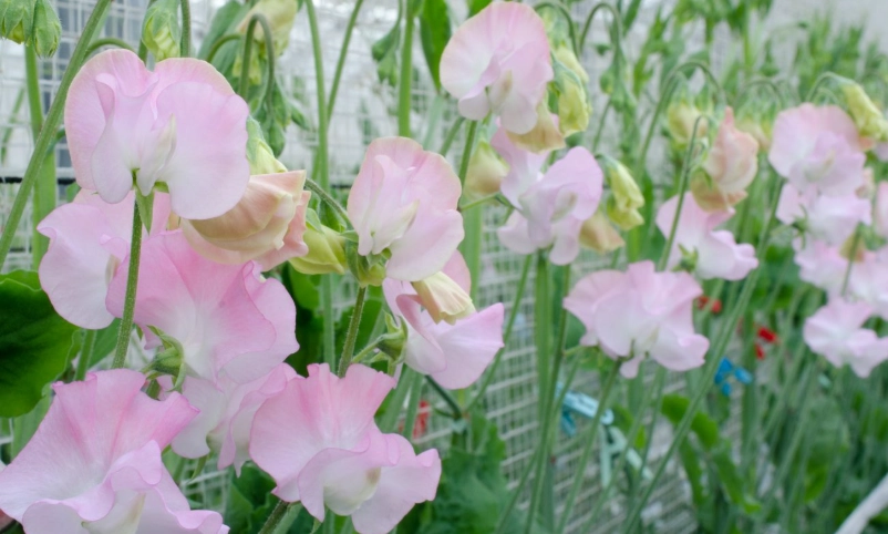 台灣香豌豆景點