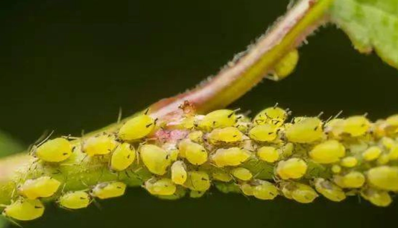 蚜蟲防治