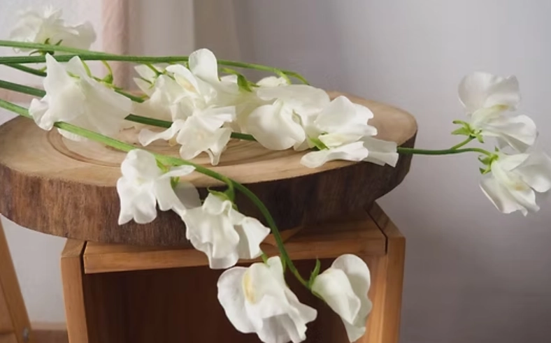 台灣香豌豆景點