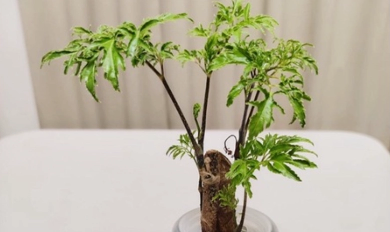 羽葉福祿桐 風水