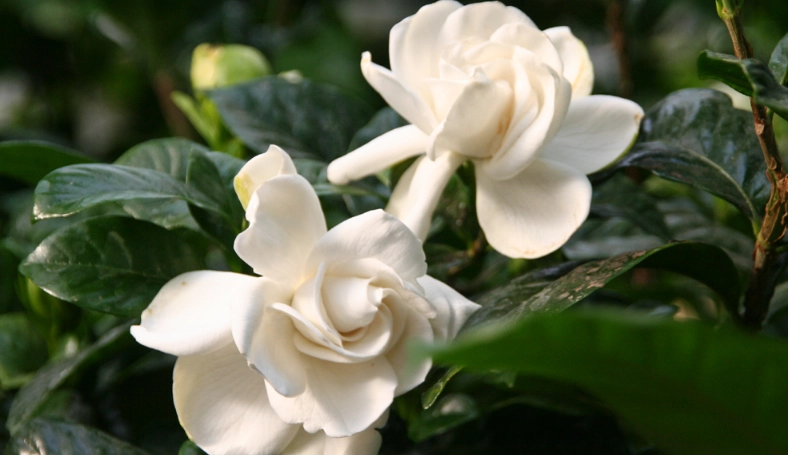 梔子花開花時間