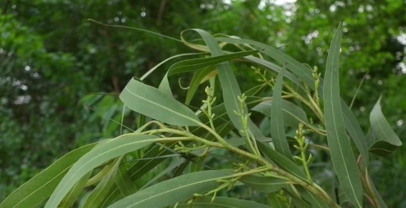 台灣檸檬桉景點 台灣檸檬桉景點
