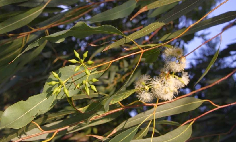 檸檬桉精油用途 檸檬桉精油用途
