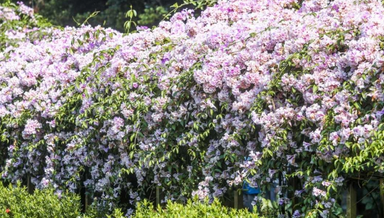 蒜香藤 種植方法