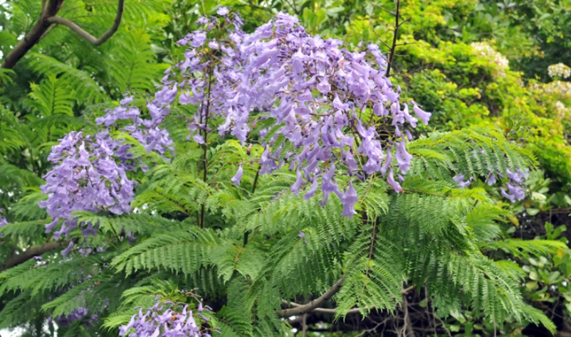 台灣 蘭花楹 景點