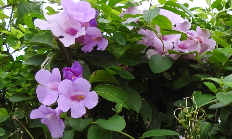 蒜香藤 賞花地點