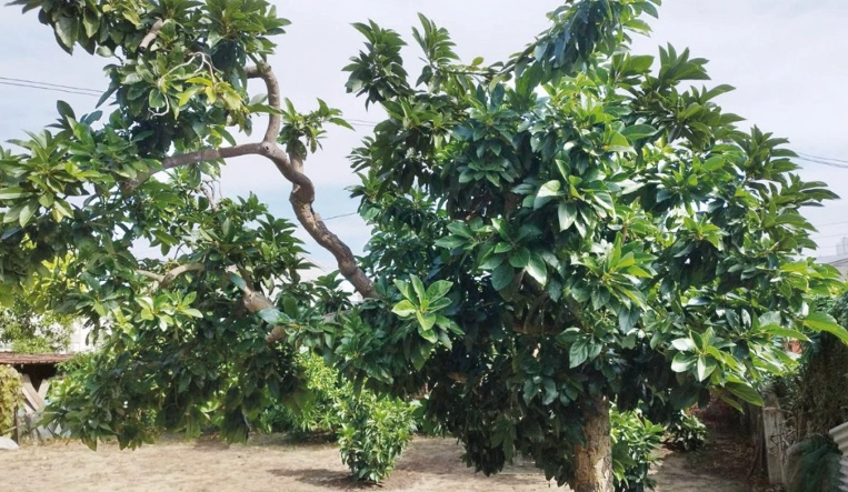 酪梨樹種植 酪梨樹種植