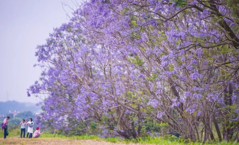 台灣 蘭花楹 景點