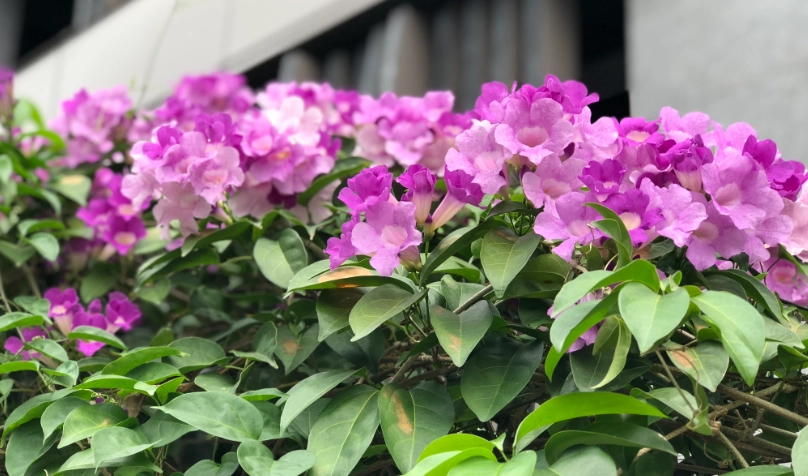 蒜香藤 賞花地點