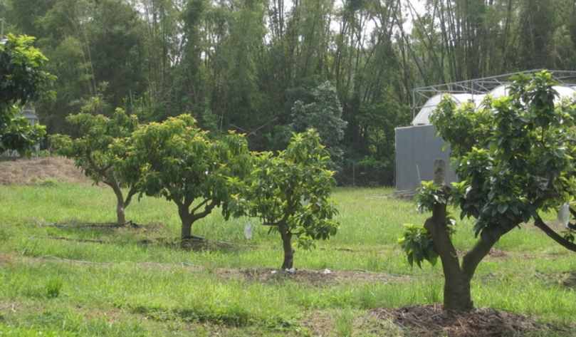 酪梨樹照顧 酪梨樹照顧