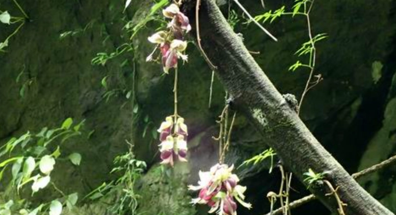 低海拔森林植物