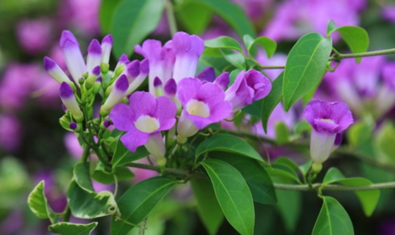 蒜香藤 種植方法