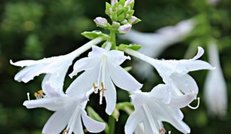 台灣玉簪花景點