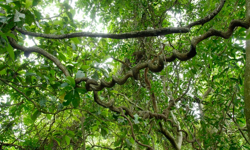 低海拔森林植物