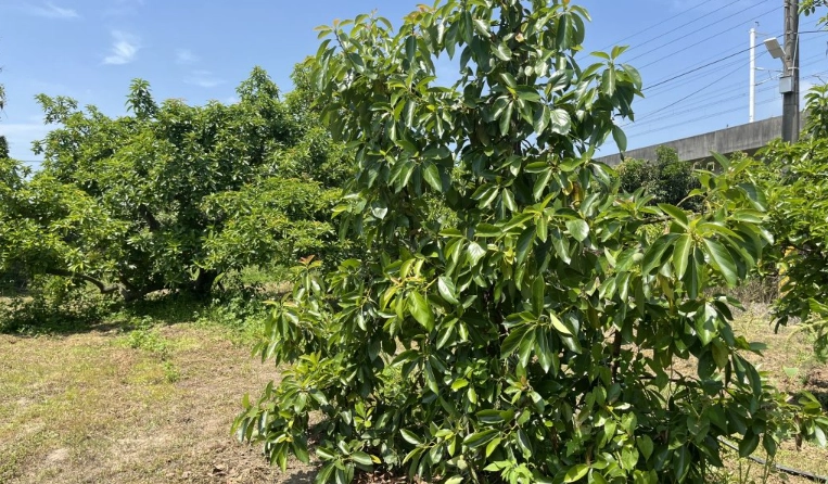 酪梨樹照顧 酪梨樹照顧