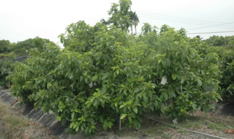 酪梨樹種植 酪梨樹種植