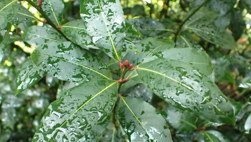 台灣月桂葉應用
