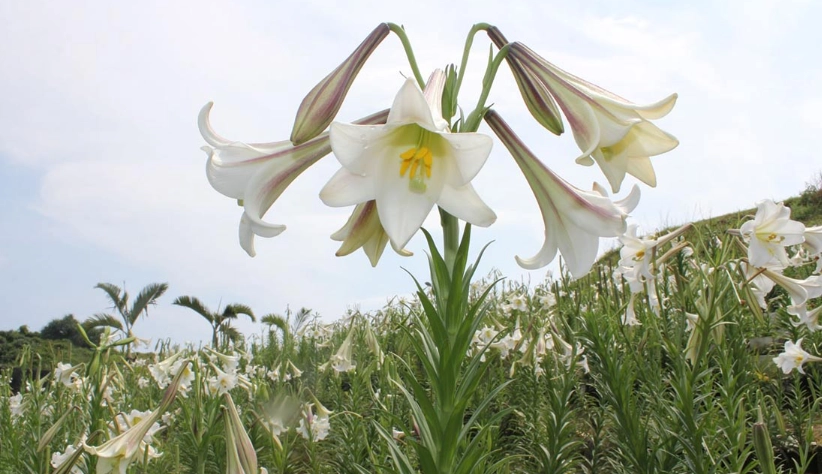 百合花景點