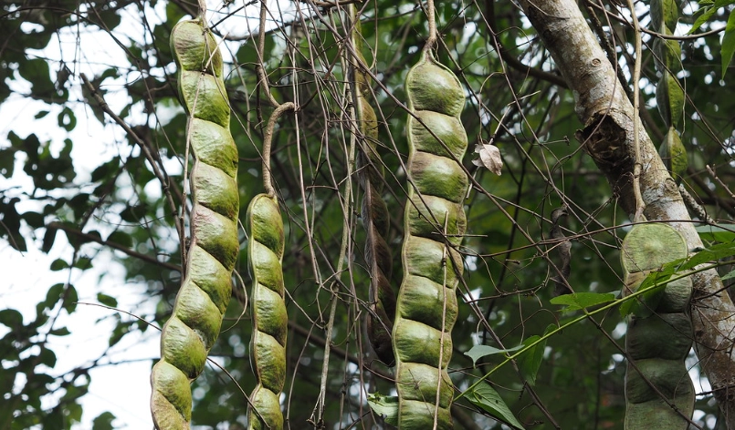 低海拔森林植物