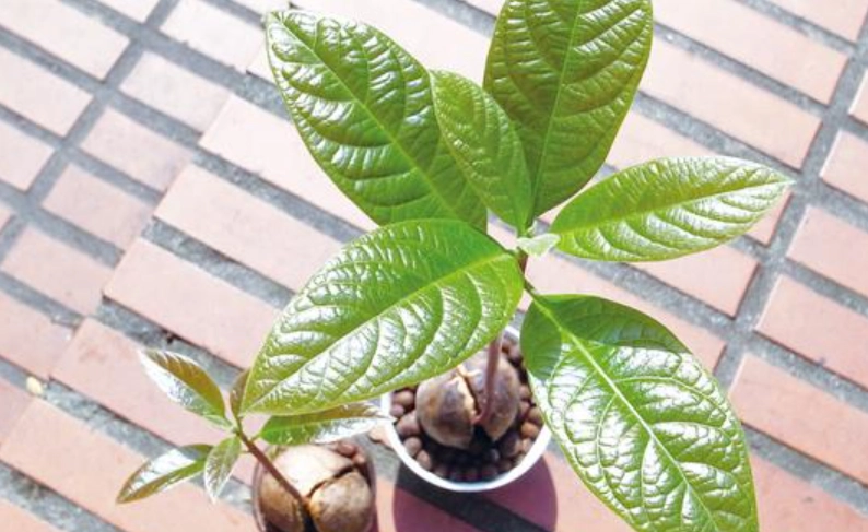 酪梨樹病害防治 酪梨樹病害防治