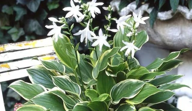 台灣玉簪花景點