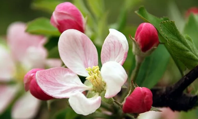 蘋果花