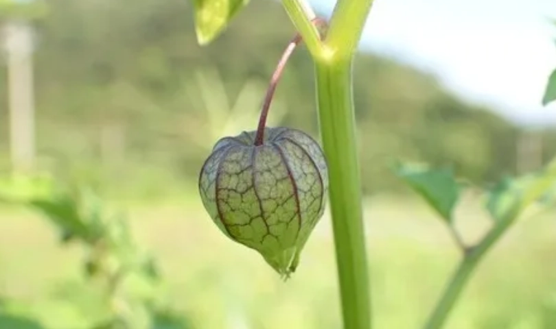 酸漿功效 酸漿功效