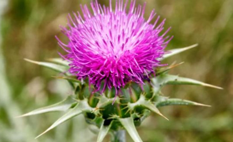 水飛薊台灣購買