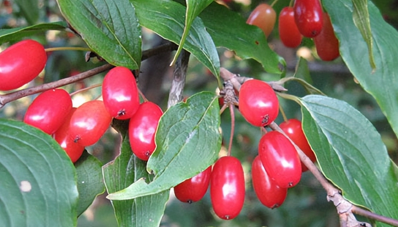 山茱萸食用方法