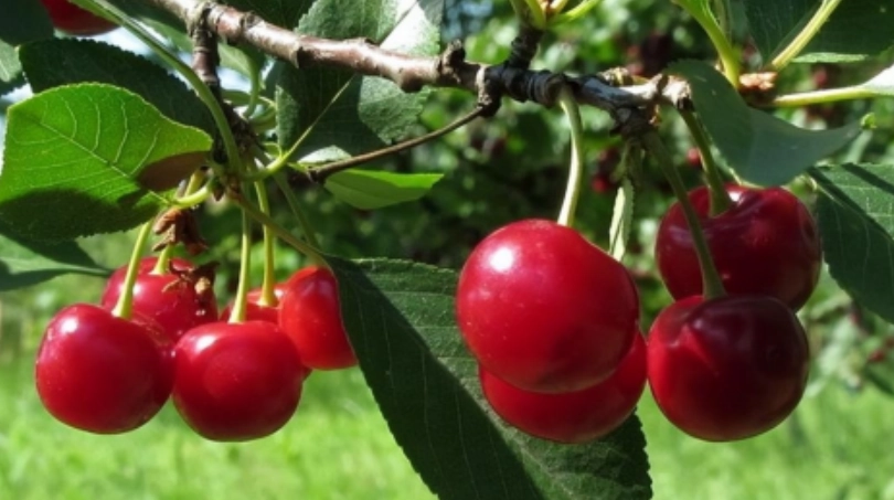 櫻桃種類介紹