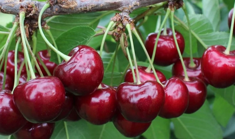 櫻桃種類介紹
