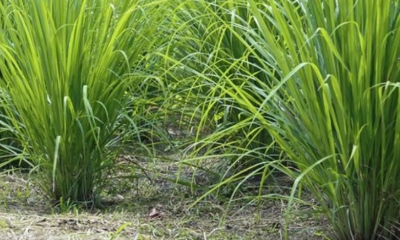 檸檬香茅 台灣餐廳