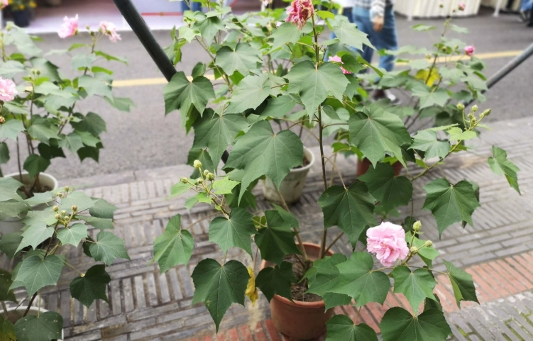 木芙蓉種子種植