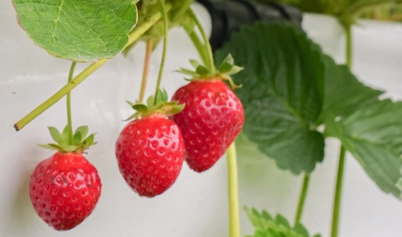 草莓怎樣算成熟