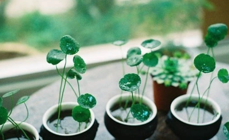銅錢草種子水培