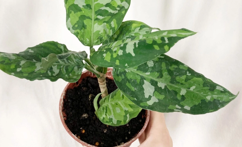 迷彩粗肋草繁殖