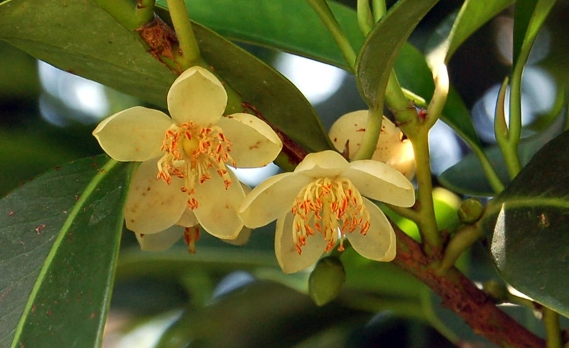 森氏紅淡比功效