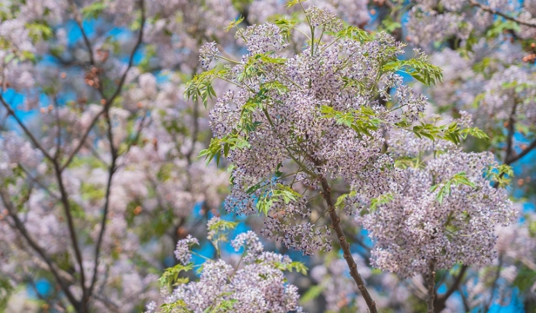 苦楝樹花期